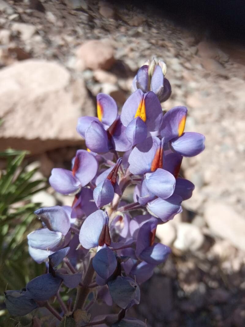 Lupinus oreophilus flower