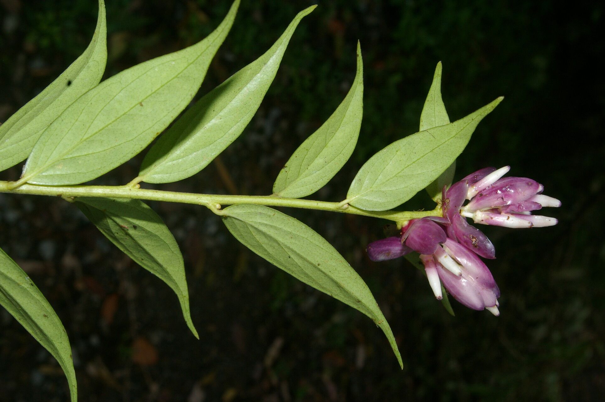 Cavendishia endresii flower