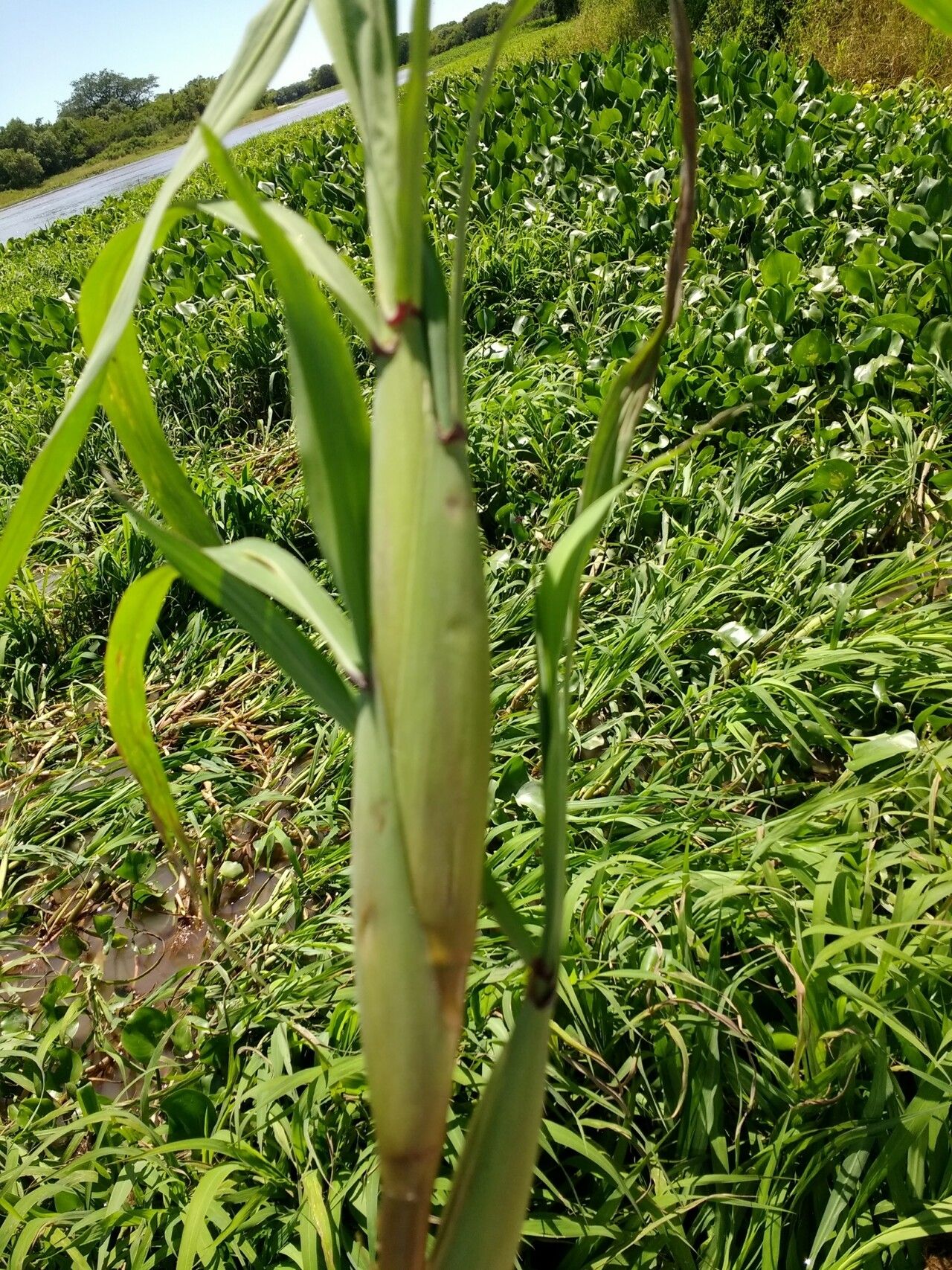 Louisiella elephantipes leaf