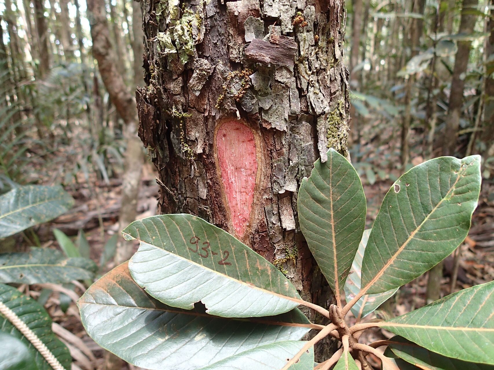 Pichonia dubia — related species from the same genus