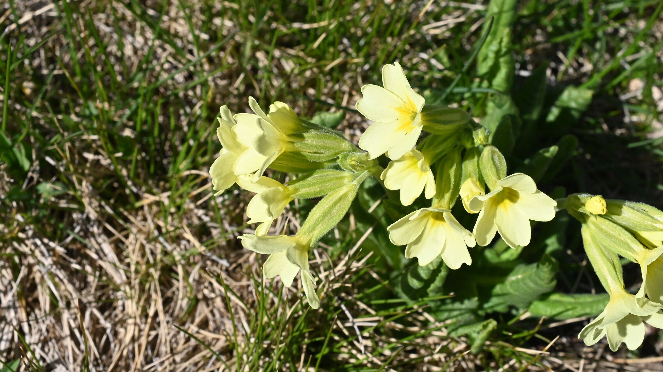Primula intricata flower
