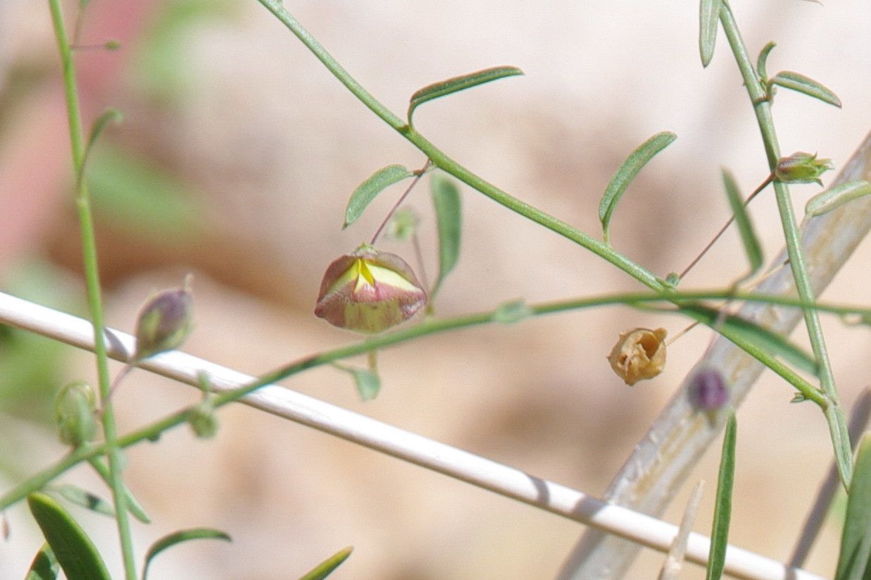 Kickxia aegyptiaca flower