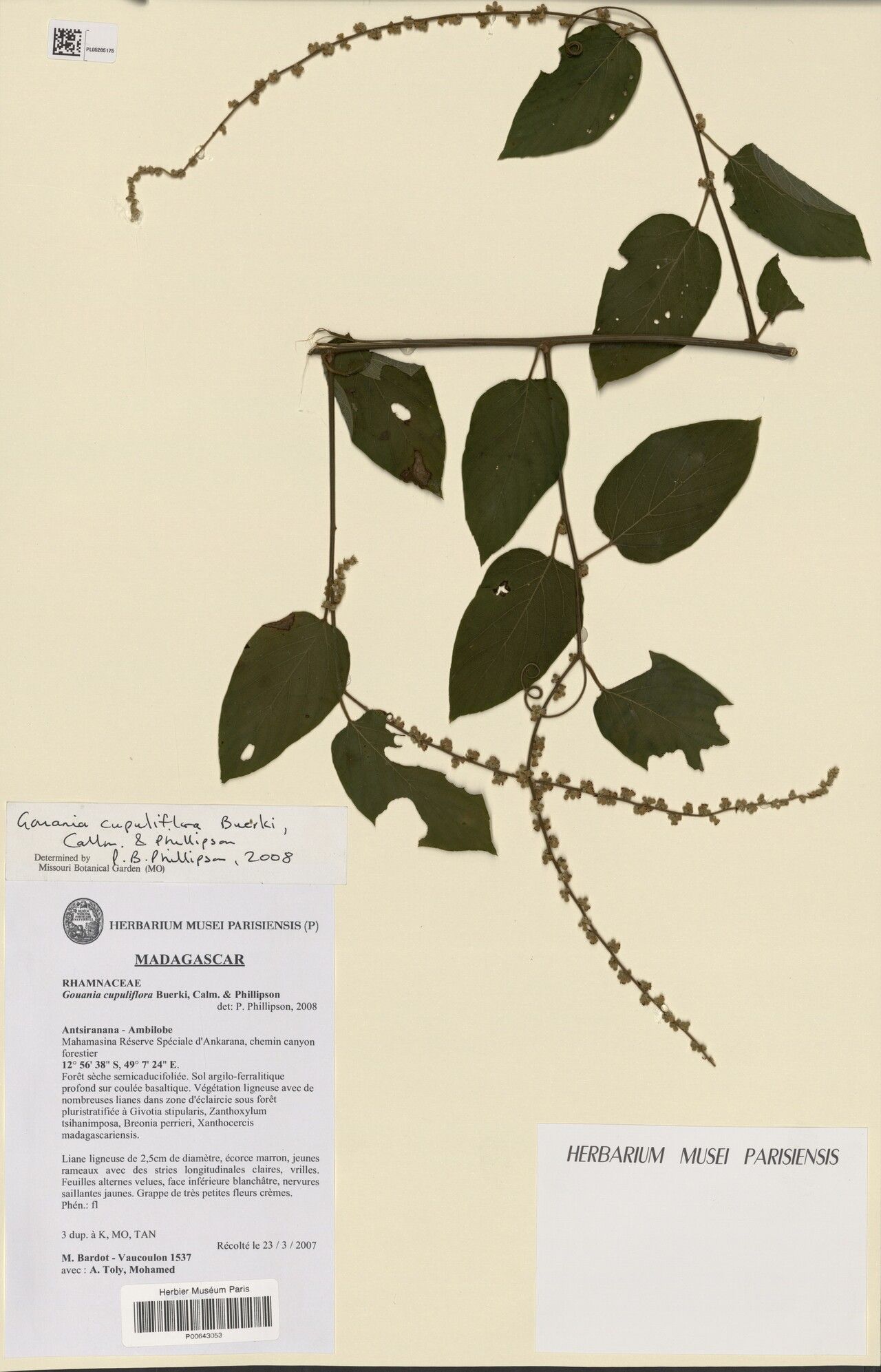 Gouania cupuliflora — related species from the same genus