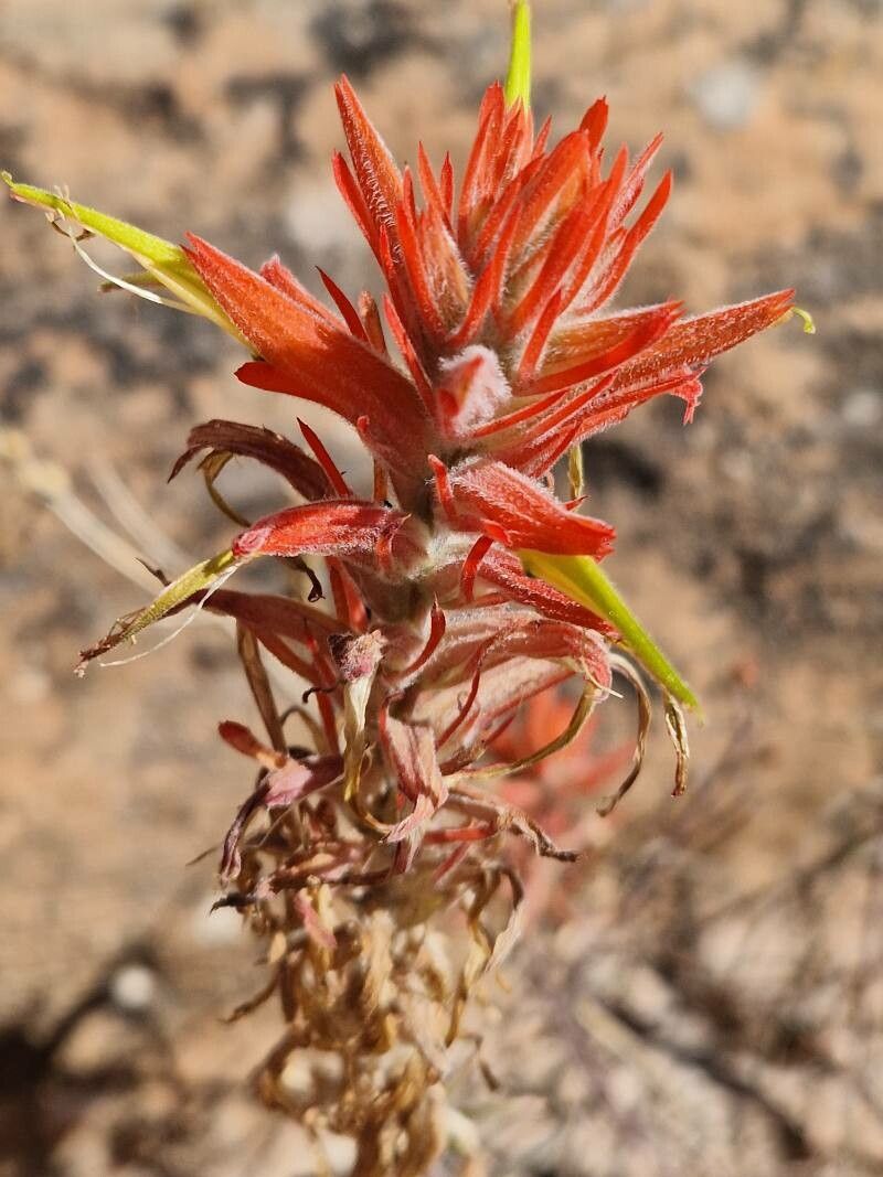 Castilleja linariifolia flower