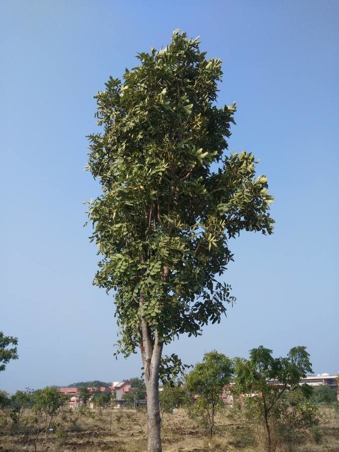 Soymida febrifuga habit