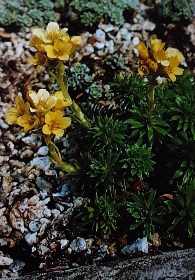 Saxifraga × elisabethiae — houseplant care guide