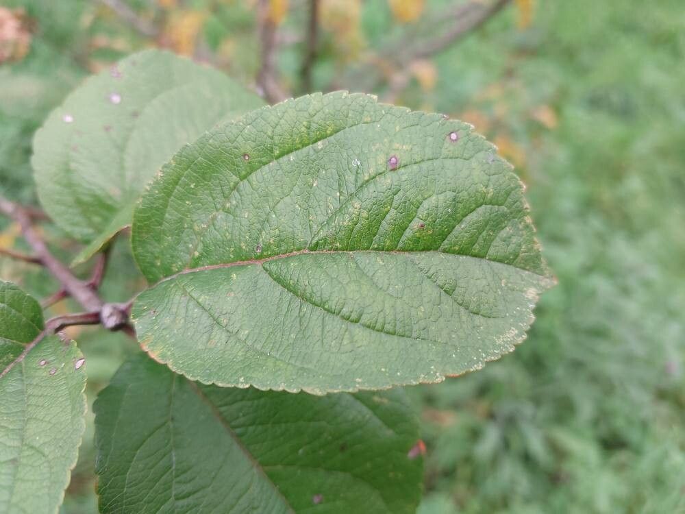 Malus sieversii leaf