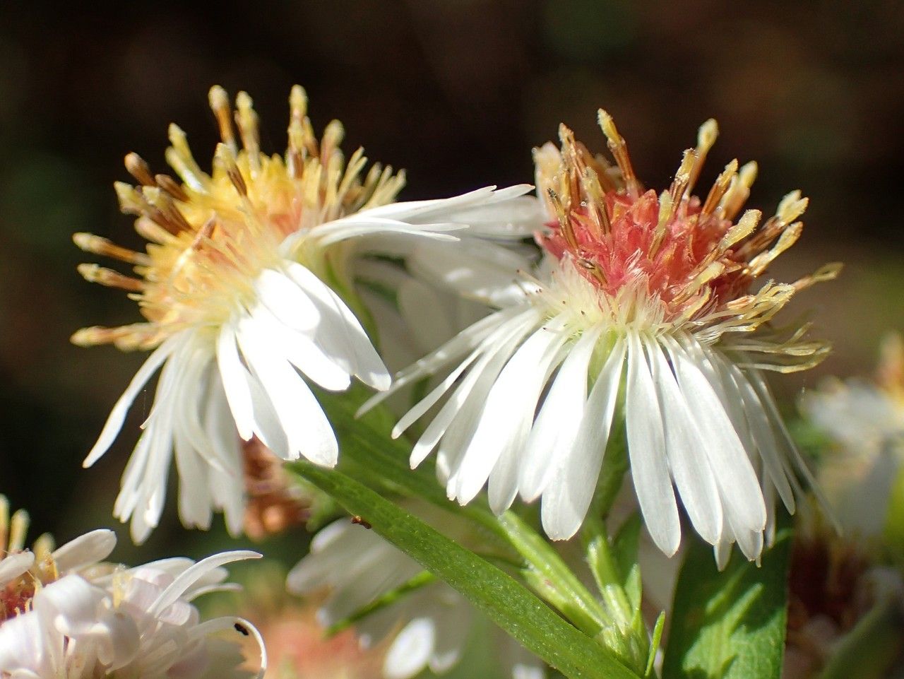 Symphyotrichum × salignum flower