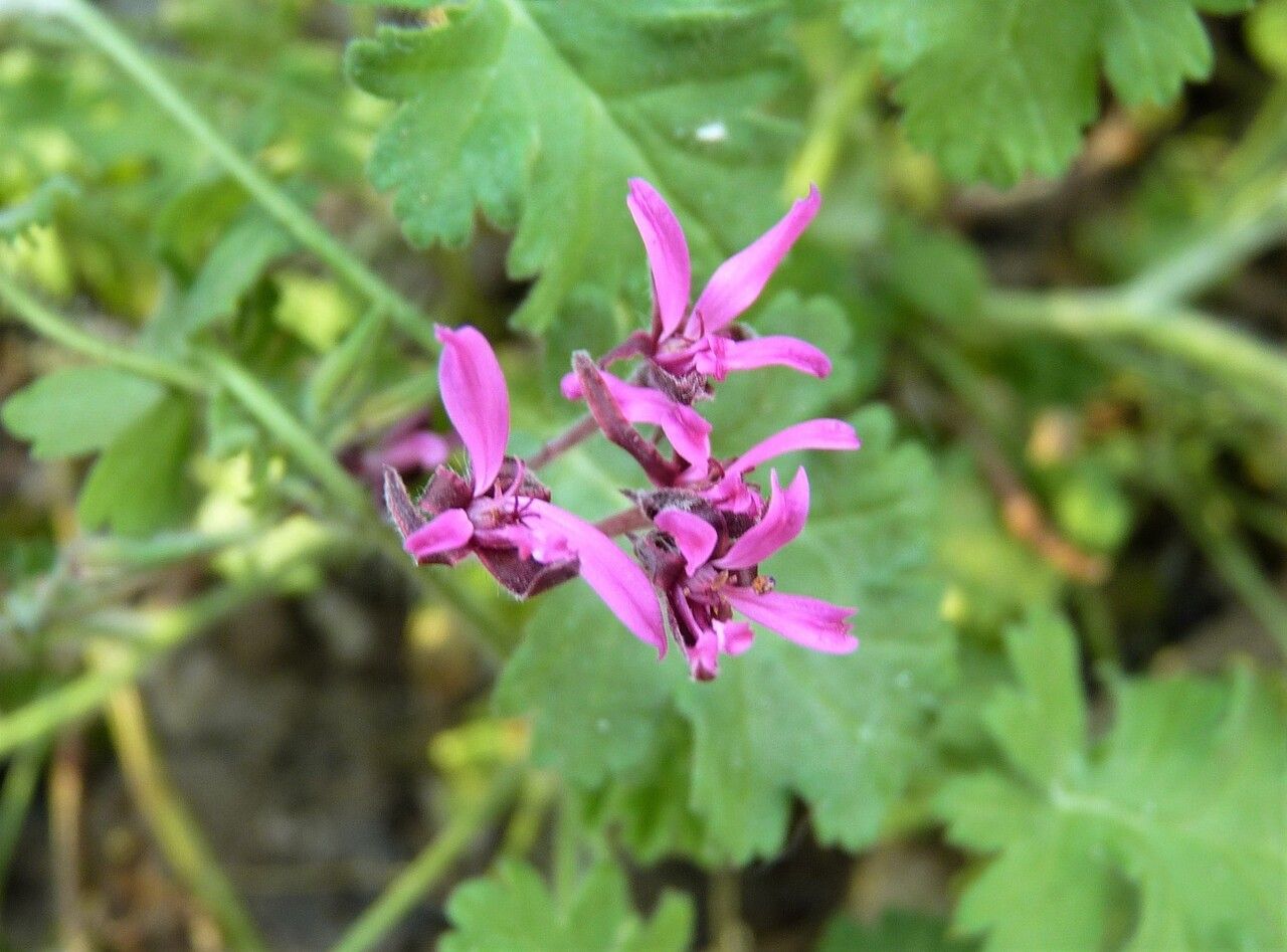 Pelargonium ionidiflorum flower