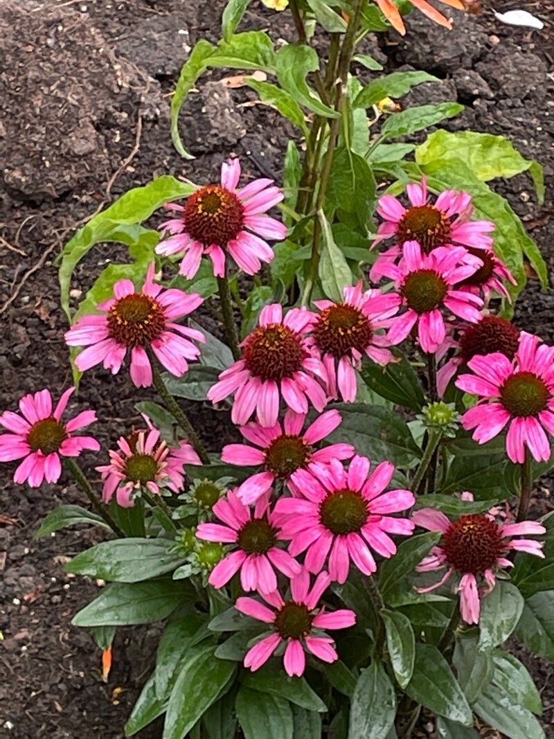Echinacea tennesseensis flower