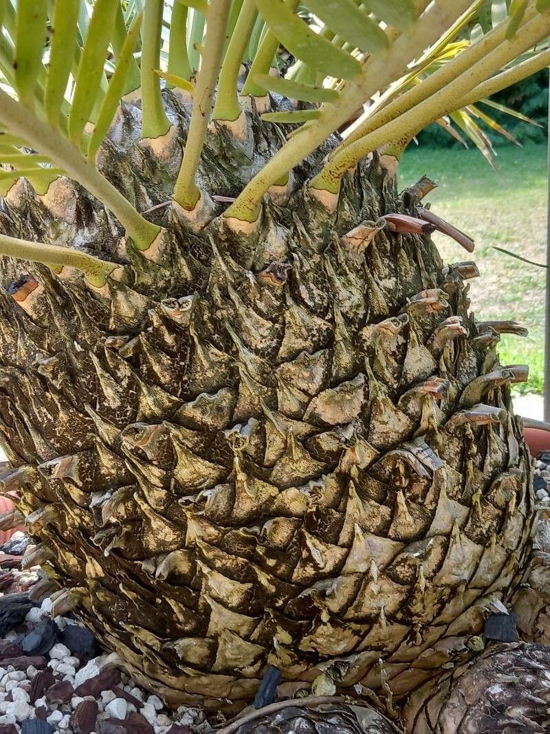 Encephalartos princeps bark