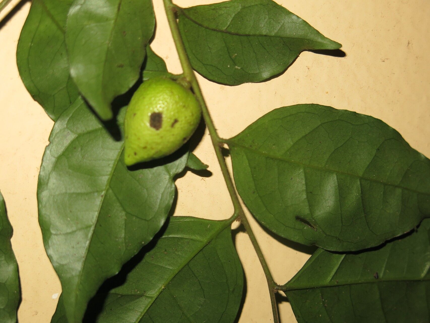 Diospyros vermoesenii leaf