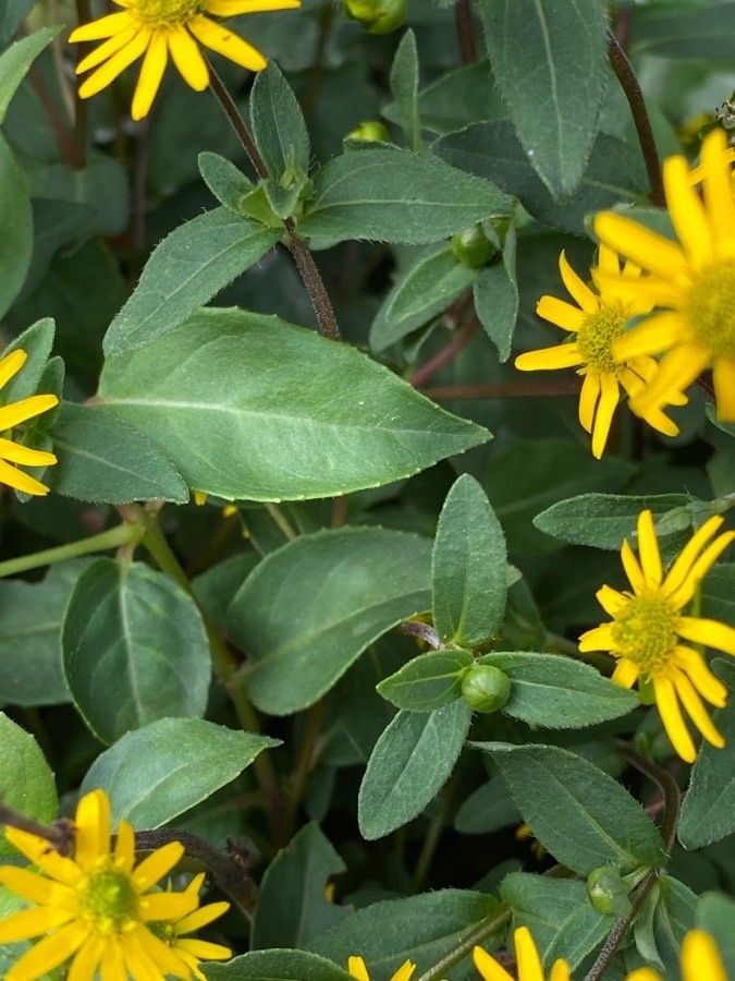 Sanvitalia procumbens