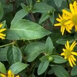 Sanvitalia procumbens