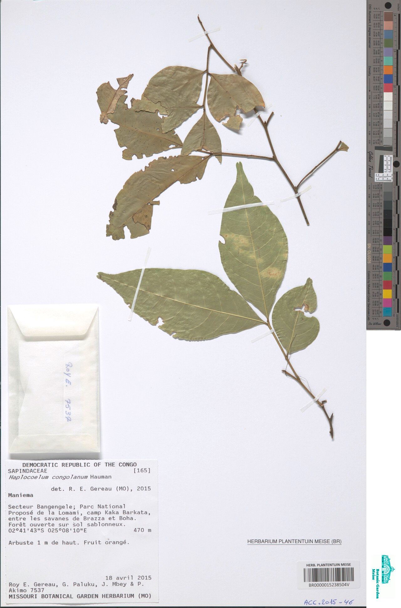 Haplocoelum acuminatum — related species from the same genus