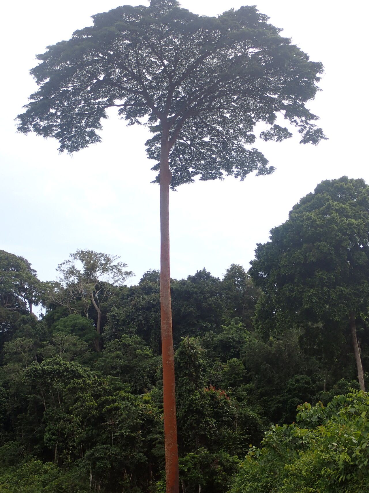 Copaifera religiosa habit
