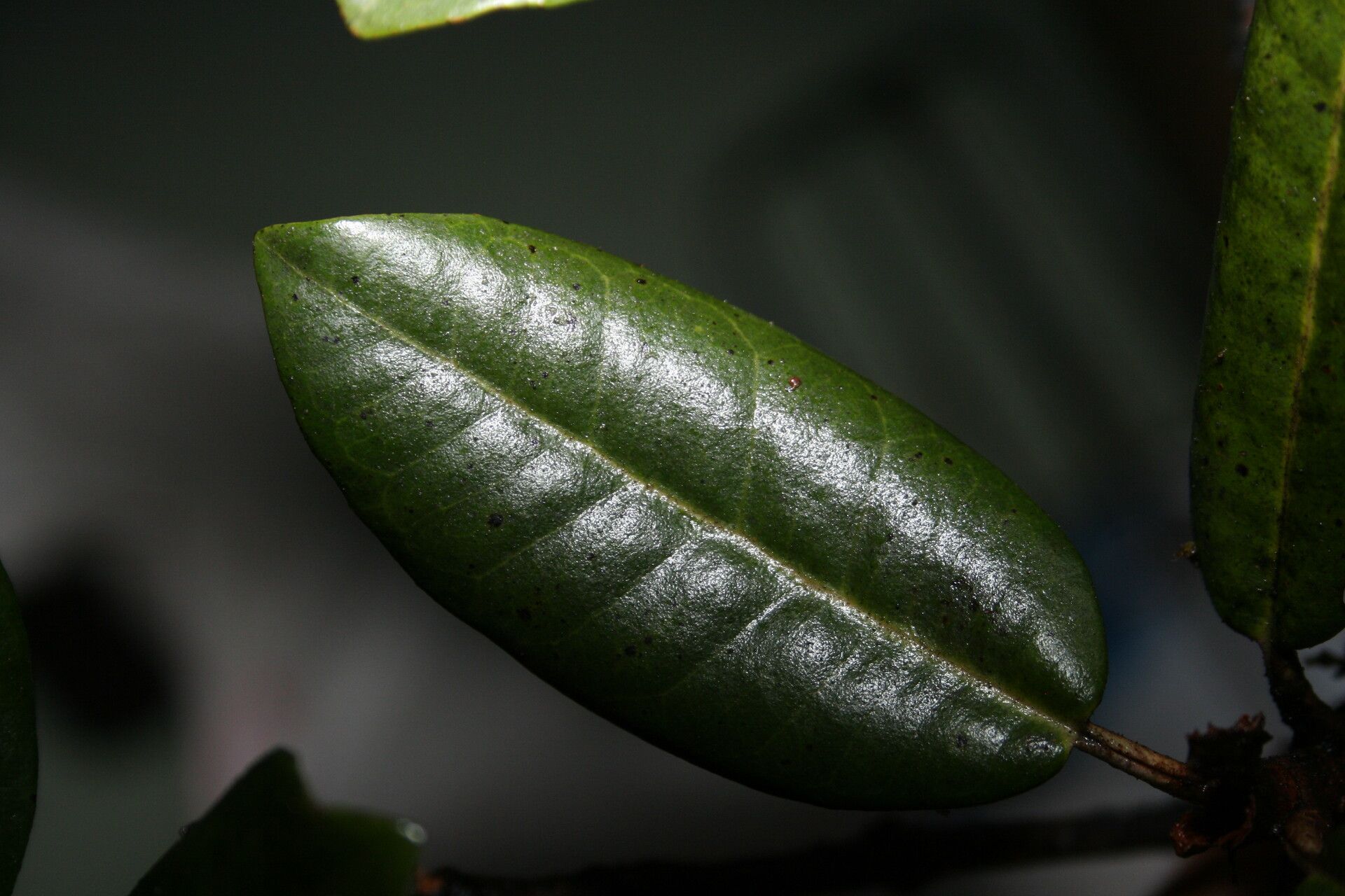 Olearia spectabilis leaf