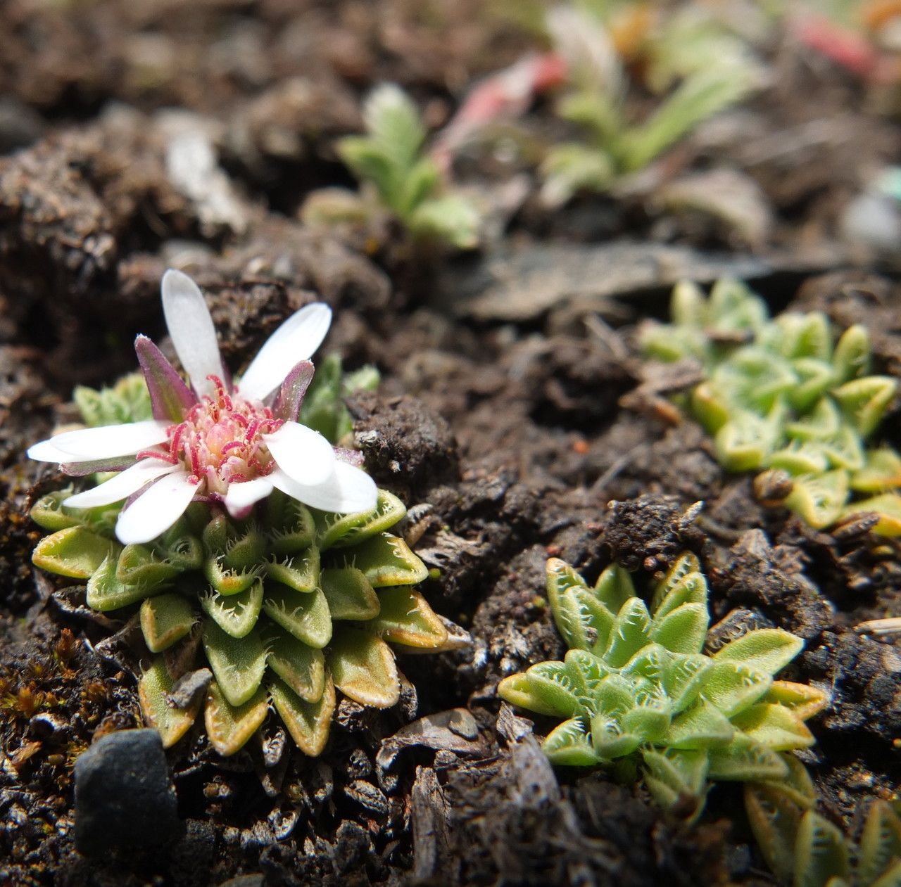 Werneria apiculata habit