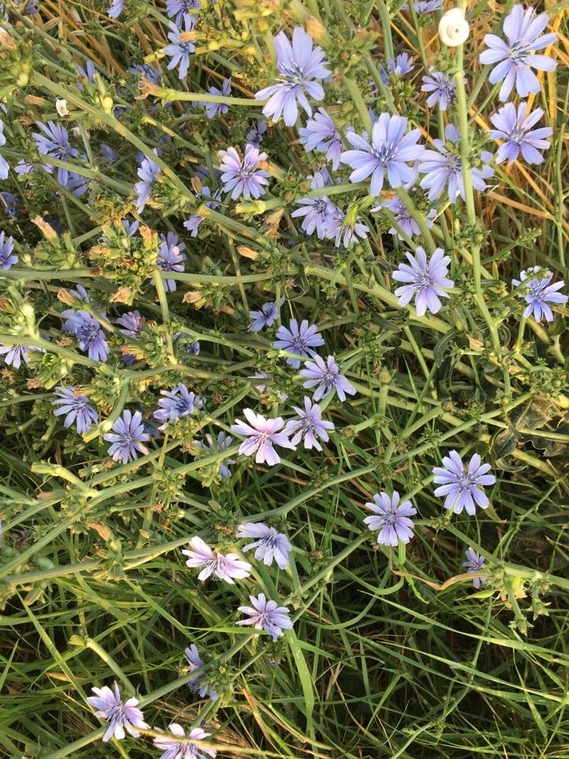 Cichorium pumilum leaf
