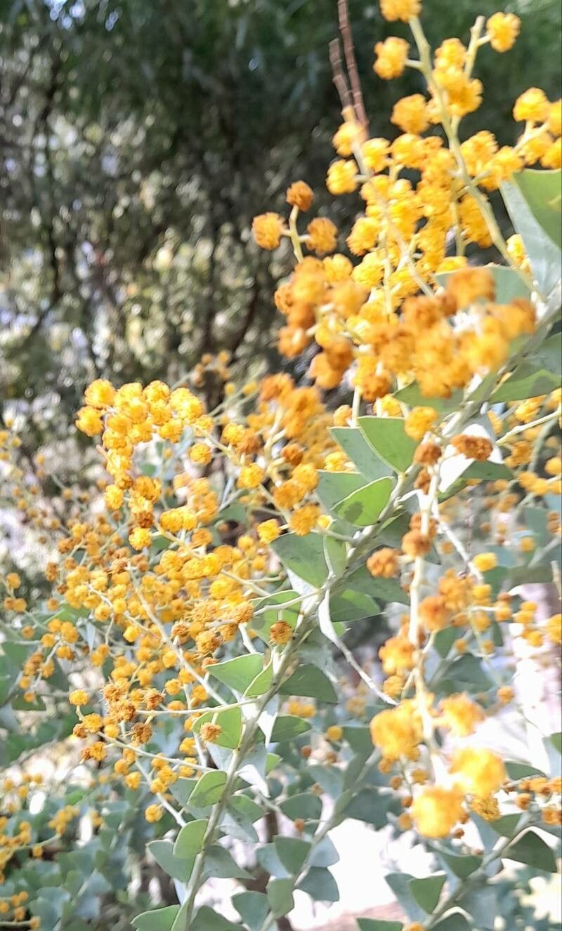Acacia cultriformis flower