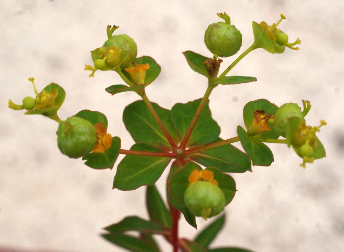 Euphorbia clementei fruit