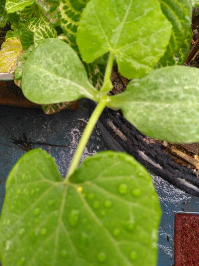 Benincasa hispida — search result for 'Cucurbitaceae'