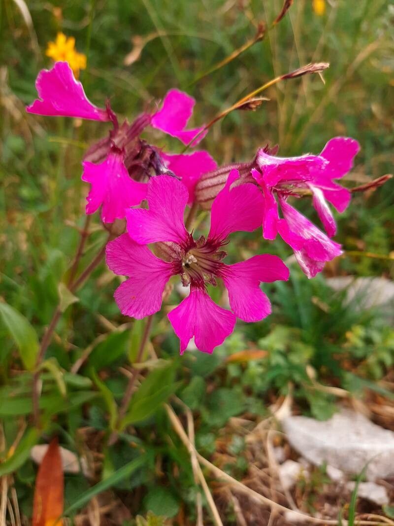 Silene elisabethae leaf