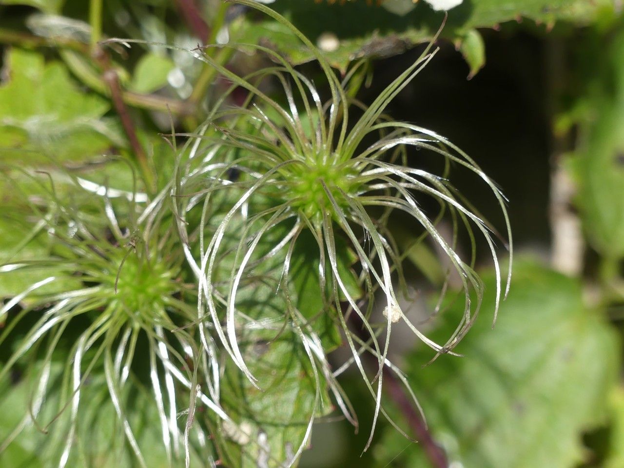 Clematis mauritiana fruit