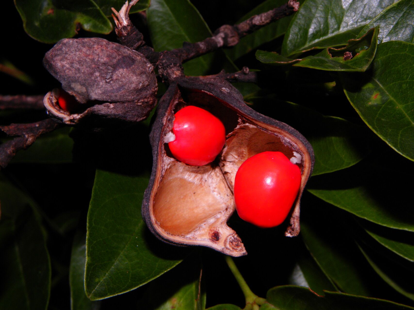 Ormosia cruenta fruit