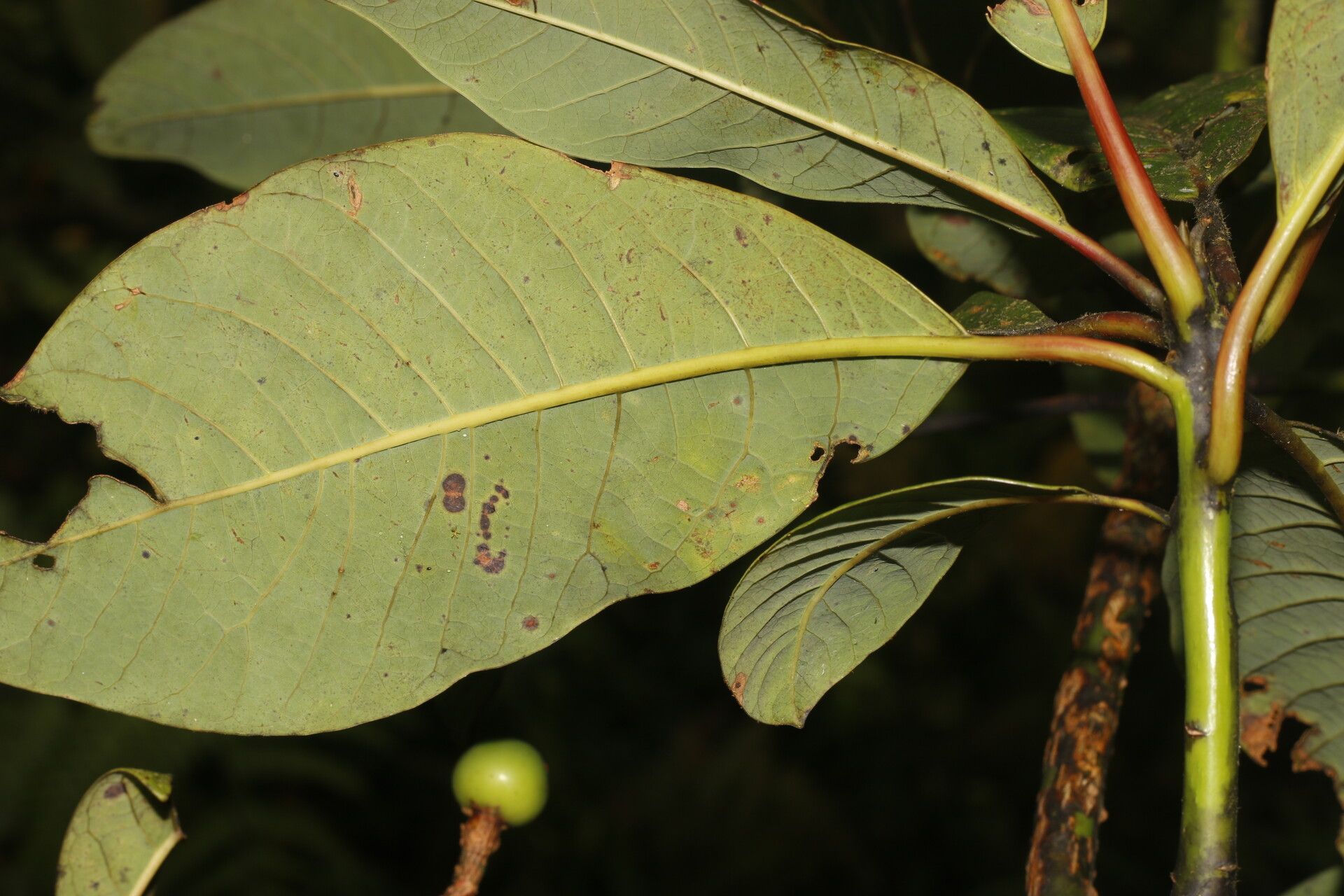 Persea povedae — search result for 'Persea'