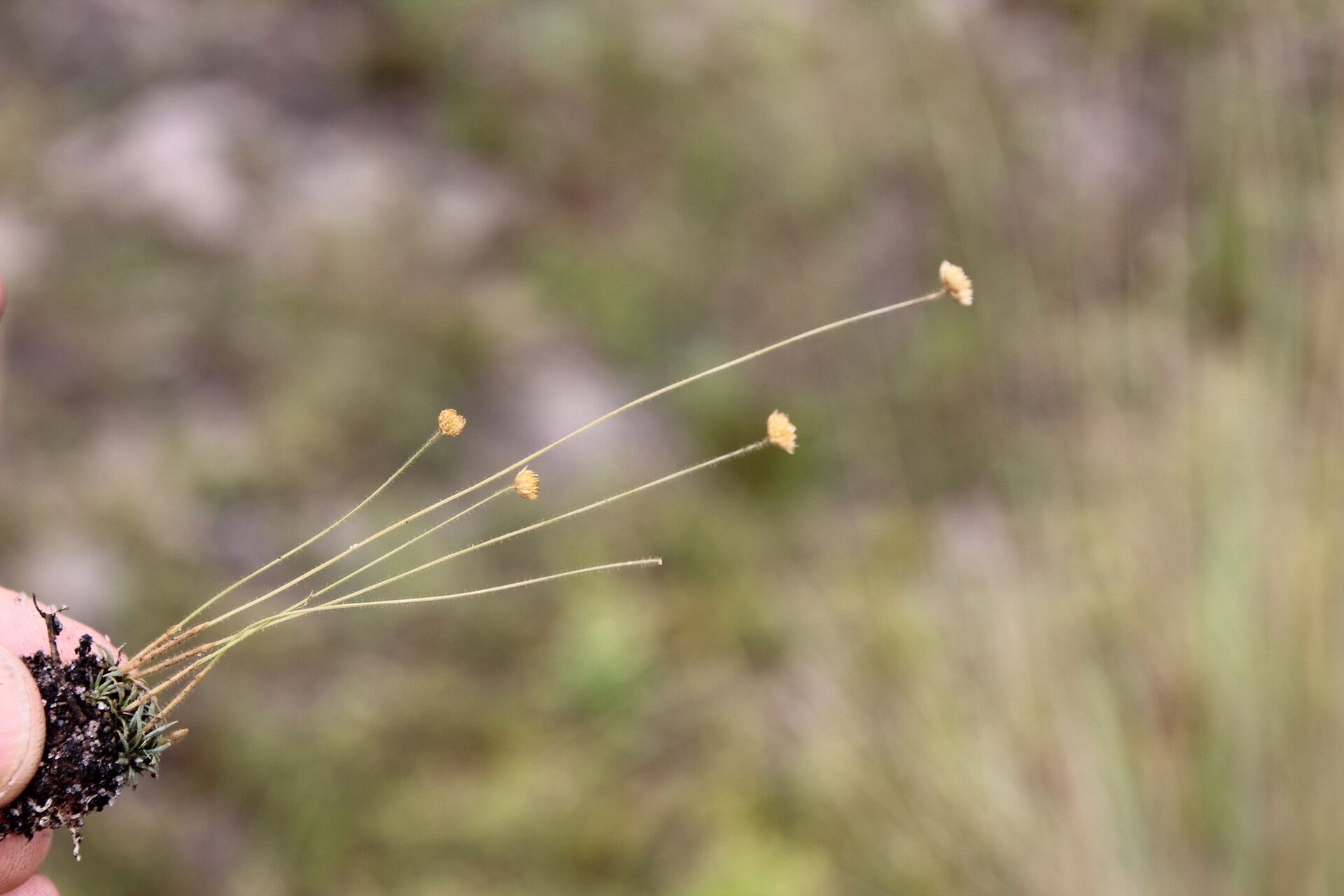 Syngonanthus wahlbergii — houseplant care guide