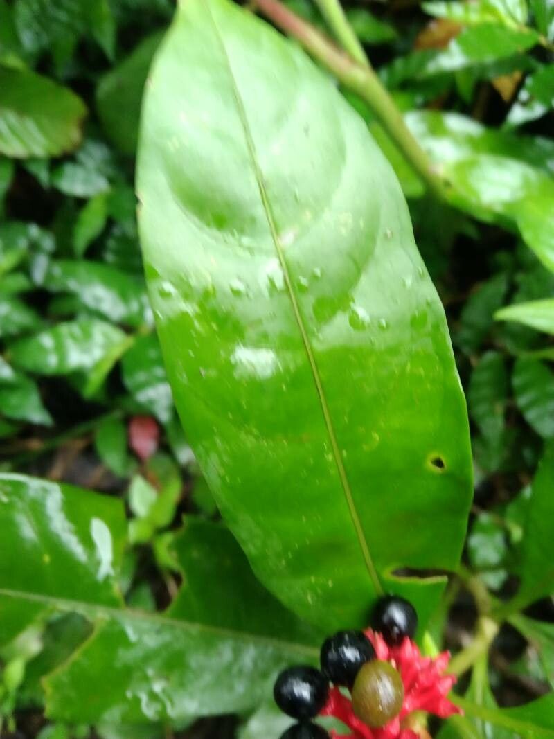 Rauvolfia serpentina — search result for 'Rauvolfia'