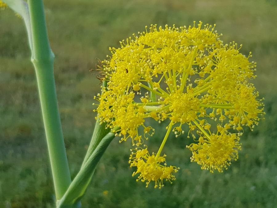 Ferula tingitana flower