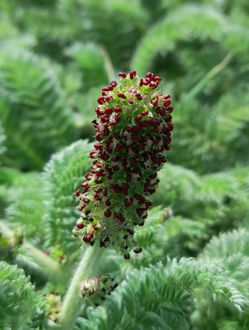 Acaena myriophylla flower
