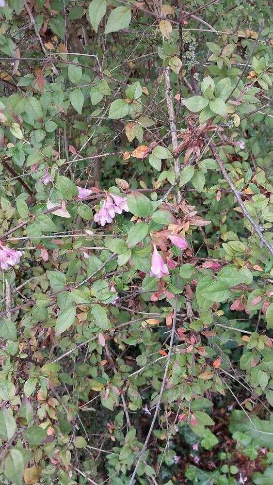 Abelia schumannii flower
