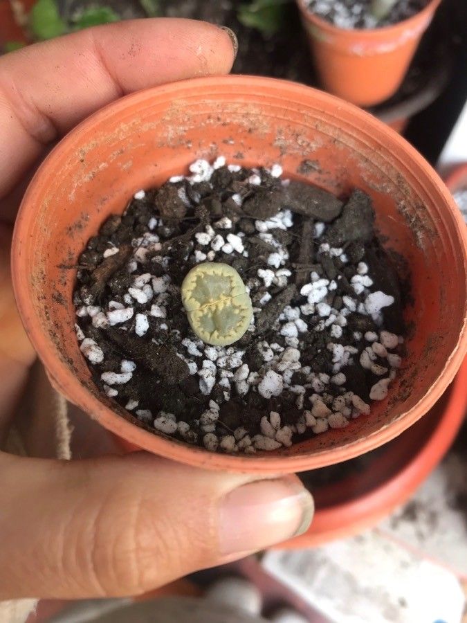 Lithops otzeniana — search result for 'Lithops'