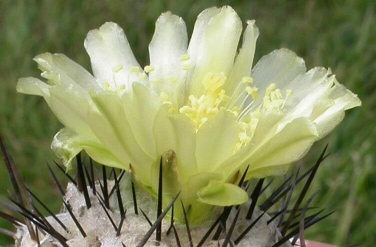 Copiapoa taltalensis flower