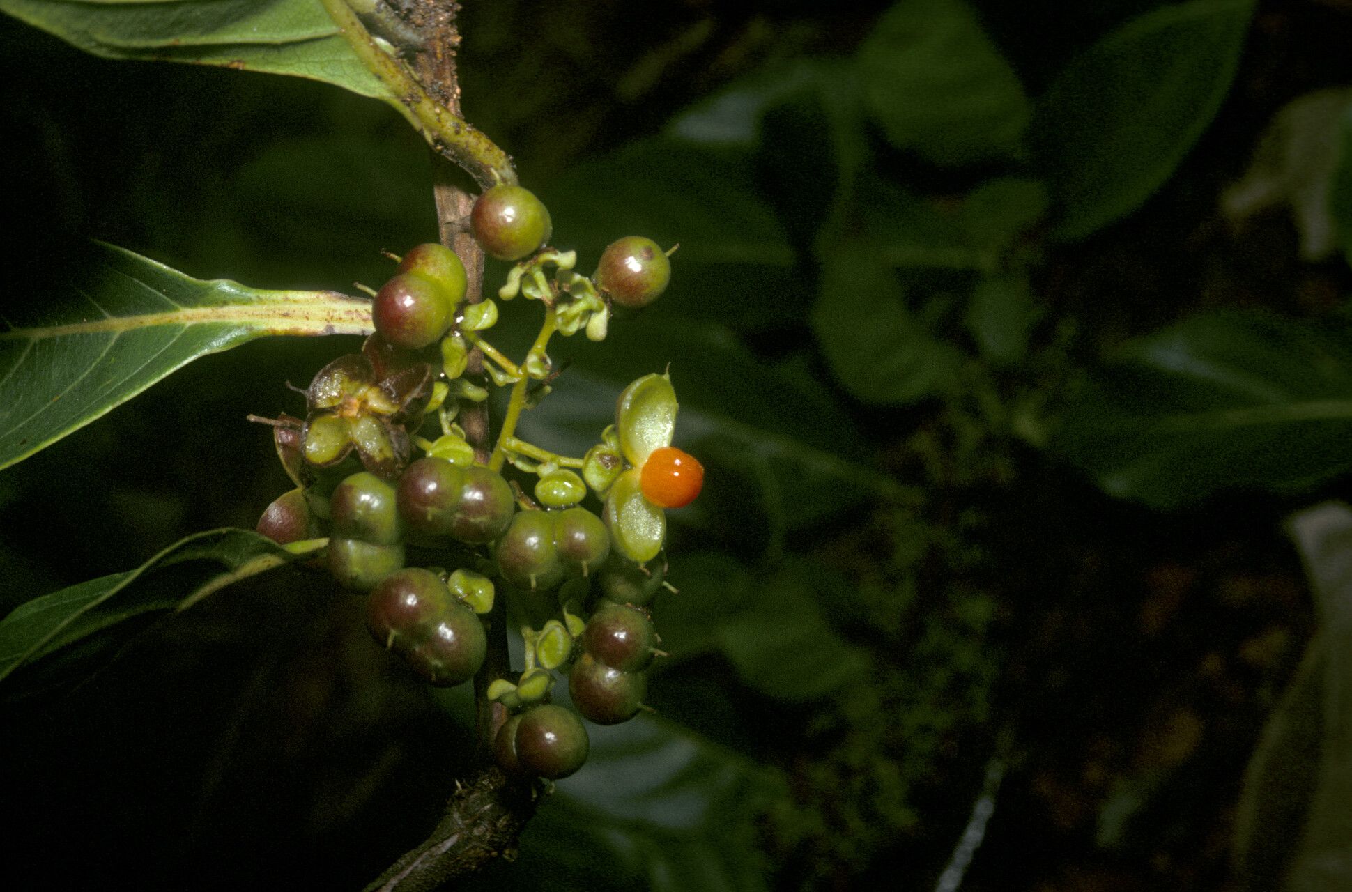 Pinzona coriacea fruit