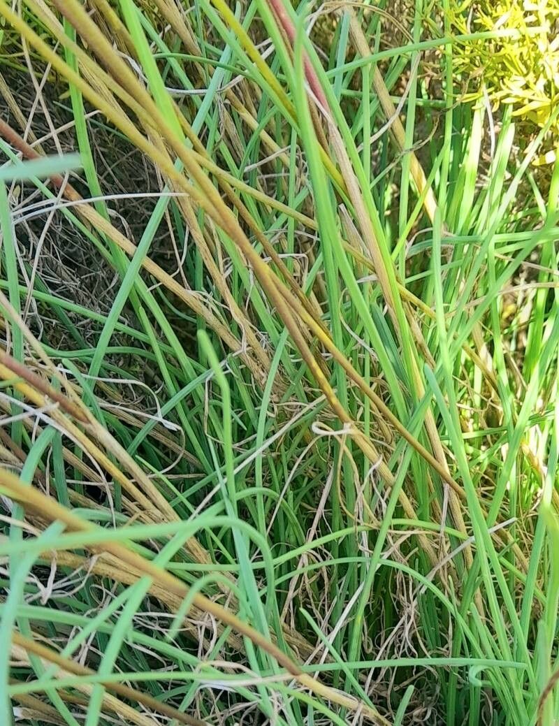 Allium savii — houseplant care guide