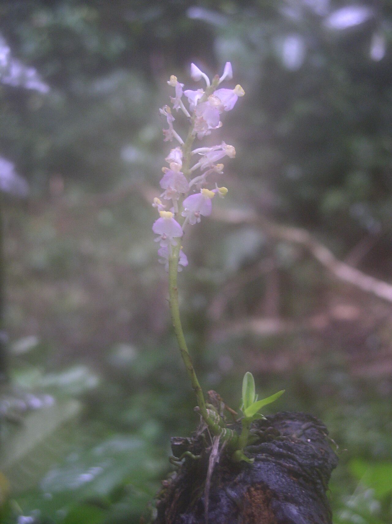 Polystachya victoriae habit