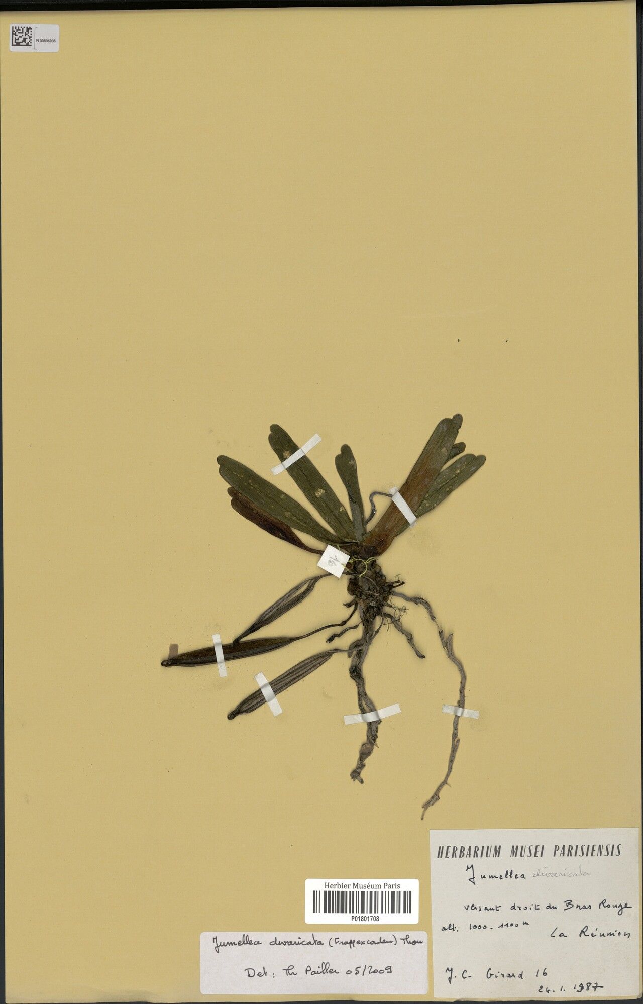 Jumellea divaricata — houseplant care guide