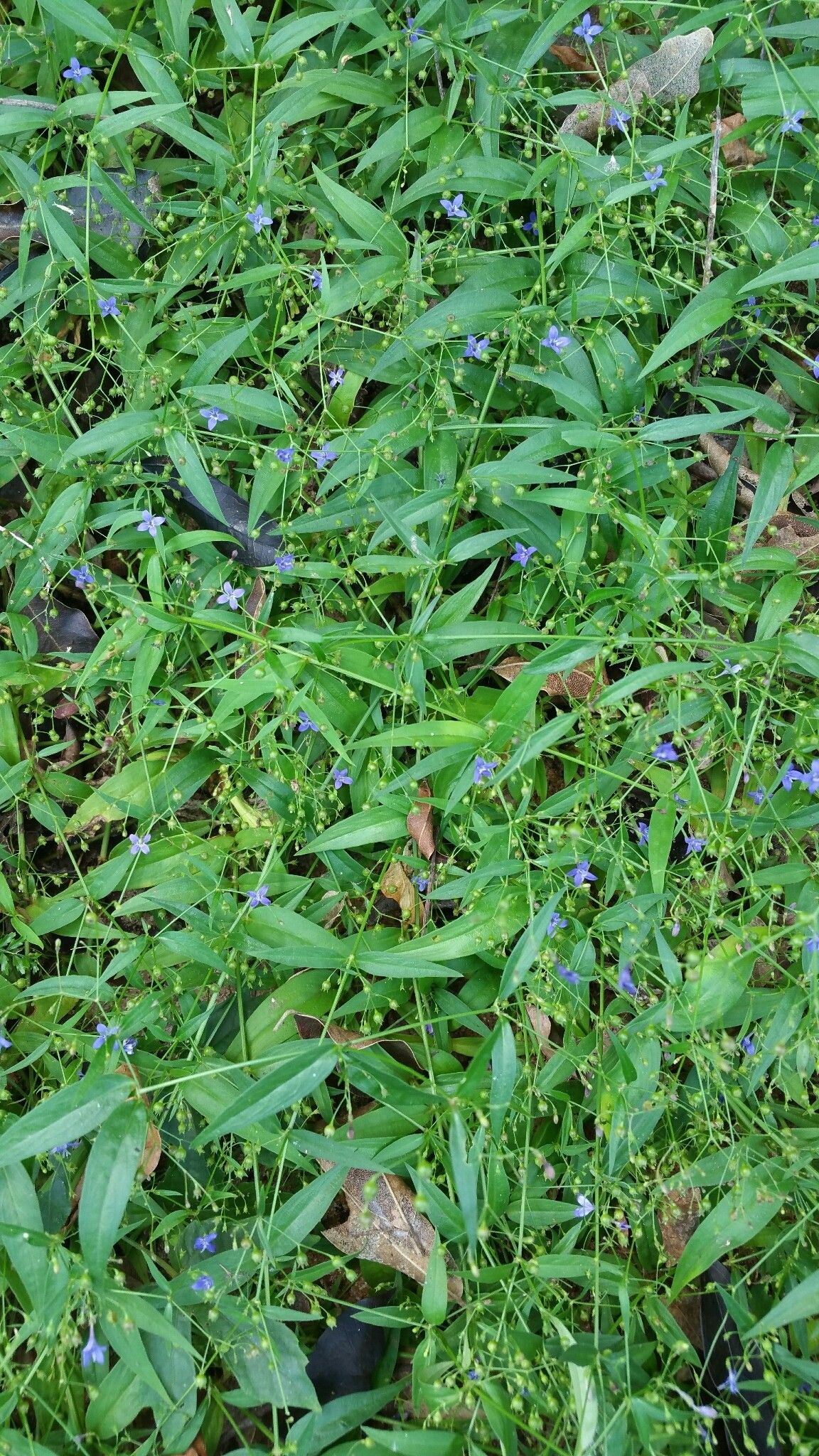 Oldenlandia affinis — related species from the same genus