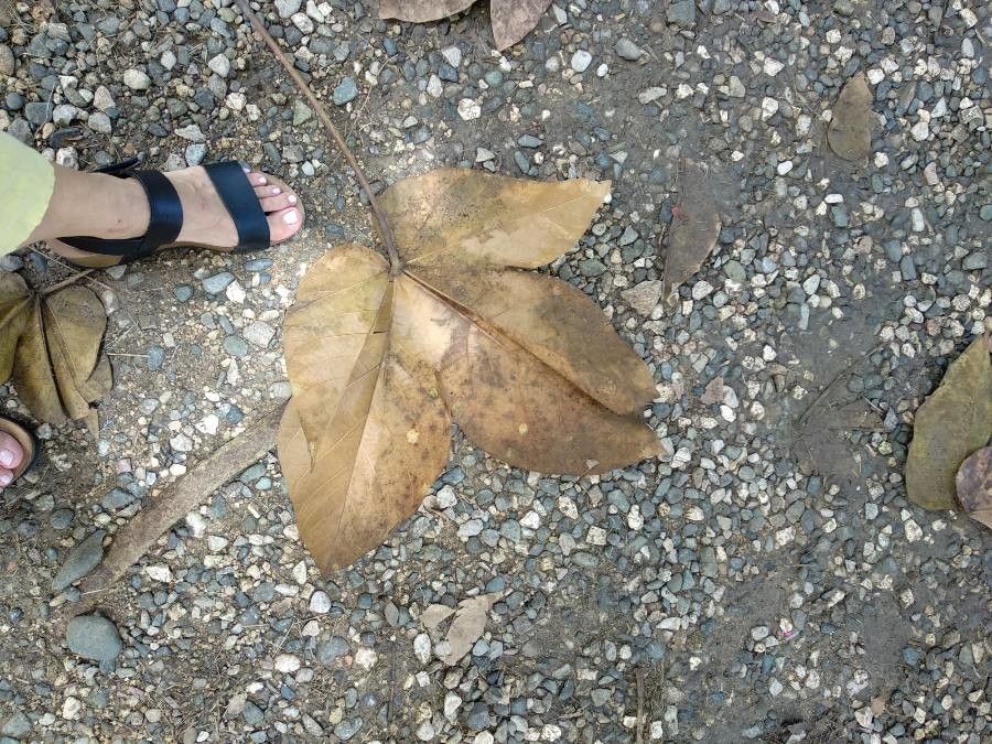 Sterculia apetala — search result for 'Panama'