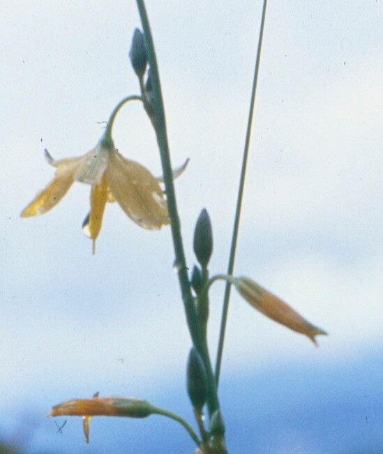 Echeandia formosa — related species from the same genus