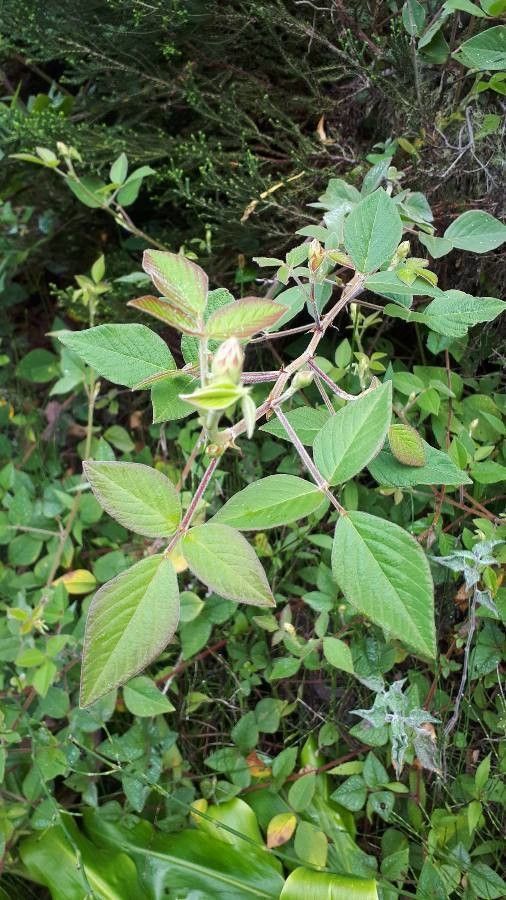Desmodium intortum leaf