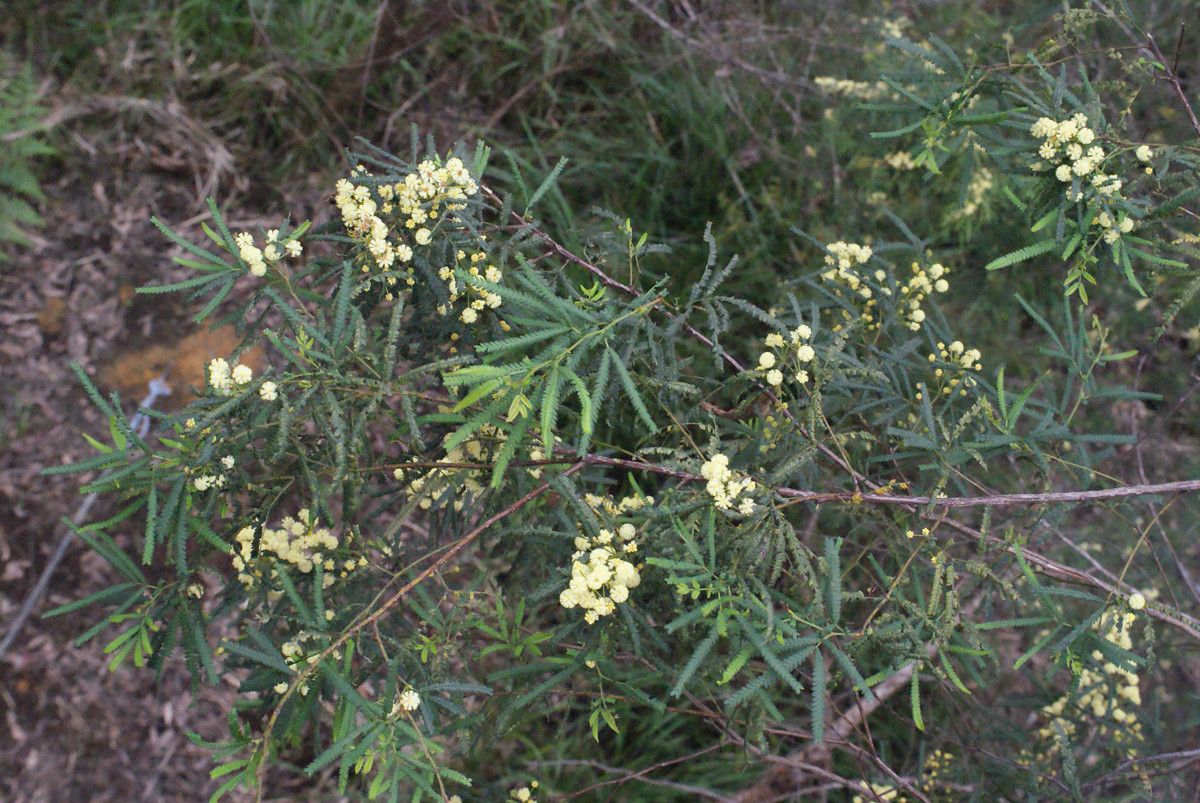 Acacia pentadenia habit