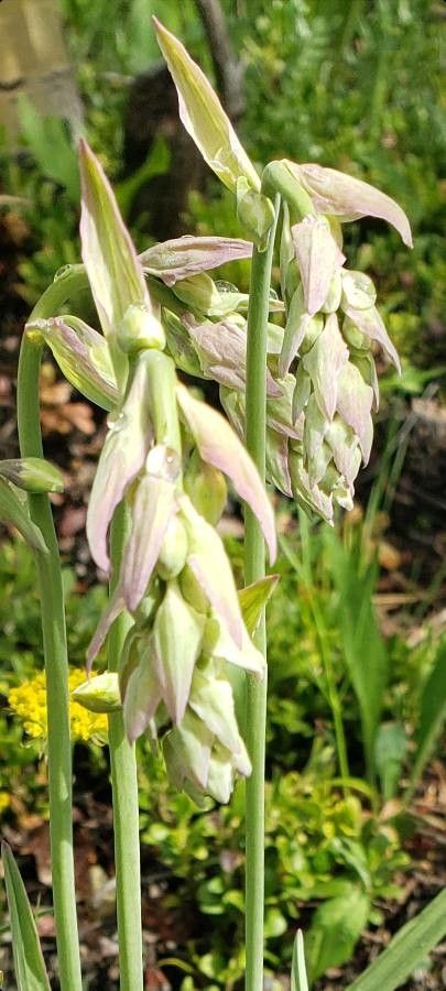 Zigadenus glaberrimus — related species from the same genus