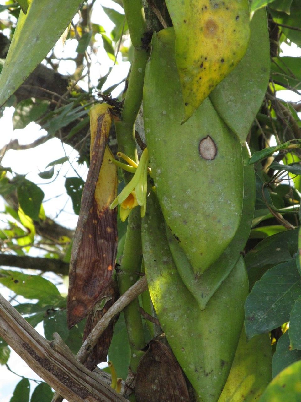 Vanilla pompona fruit