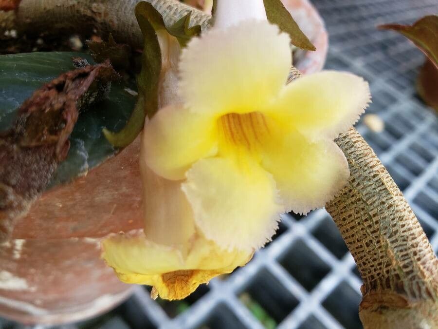 Drymonia conchocalyx flower