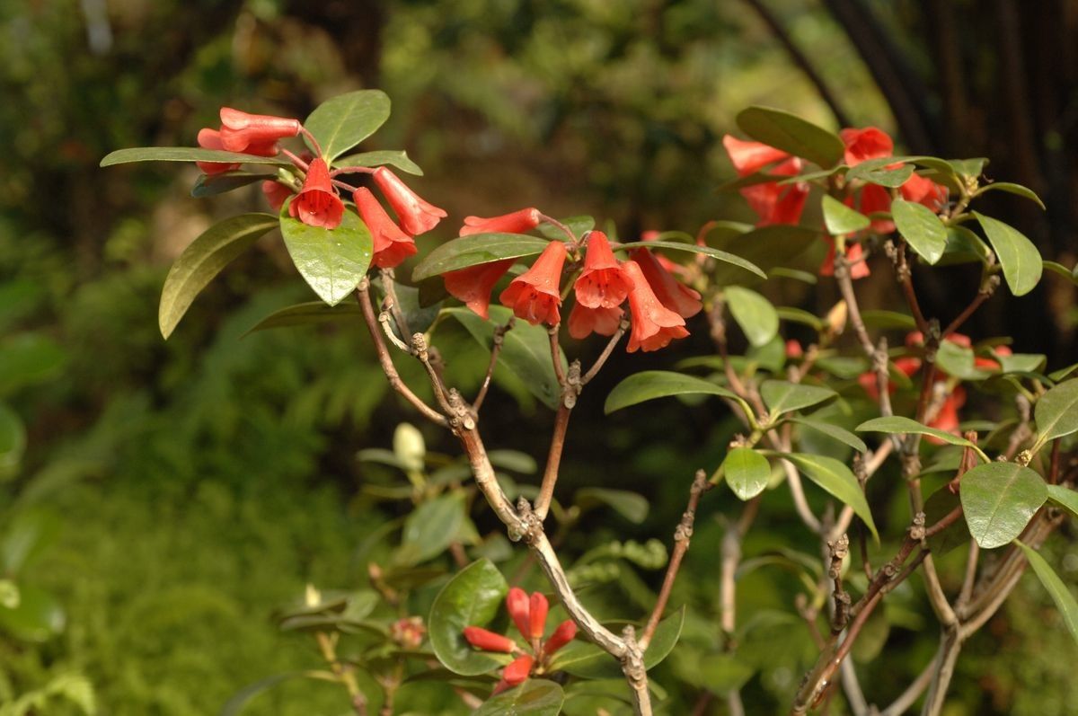 Rhododendron atrichum flower